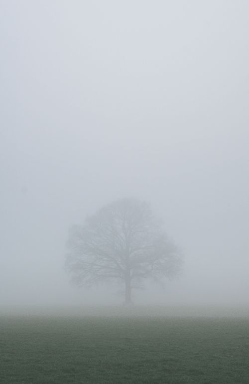 Free A solitary tree emerges through a mysterious fog in a tranquil grassland. Stock Photo