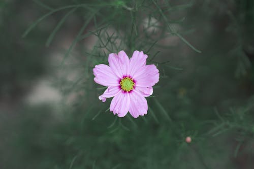 Foto d'estoc gratuïta de enfocament selectiu, flor, fons verd