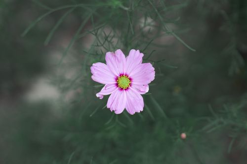 Free Beautiful pink Cosmos flower with green background, showcasing natural beauty. Stock Photo