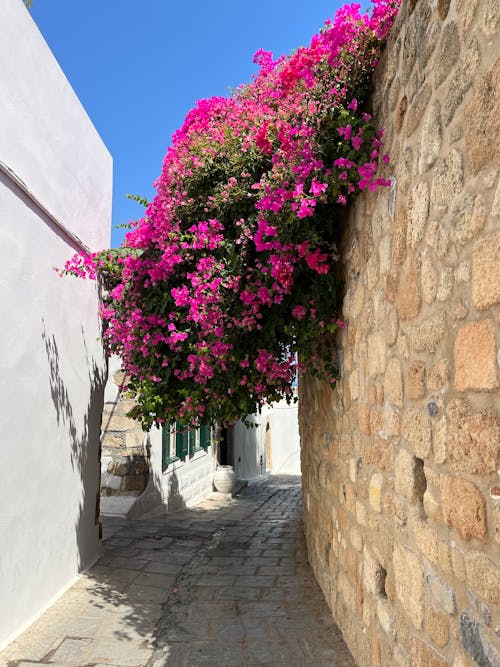 거리, 그리스, 꽃이 피는의 무료 스톡 사진