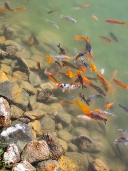 fish photo
