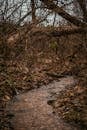 Stream in Forest in Forest