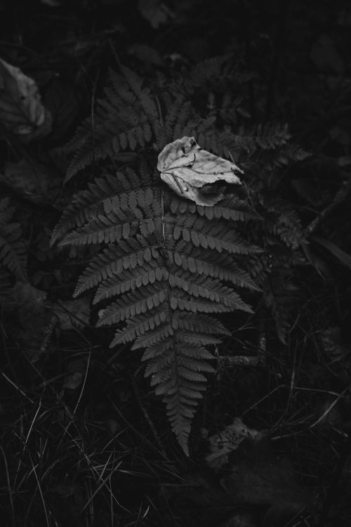 Free Monochrome close-up of a fern with a dry leaf enhancing nature's elegance. Stock Photo