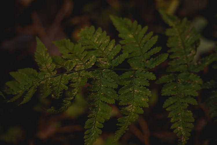 Green Fern Leaves