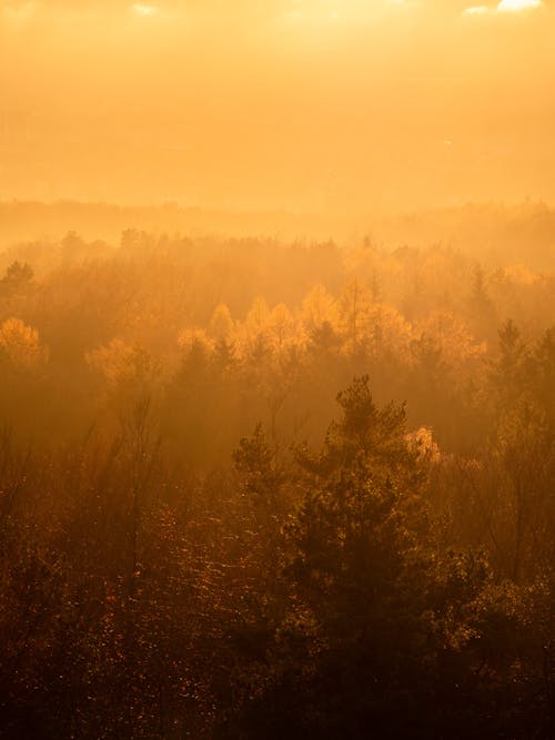 Бесплатное стоковое фото с вертикальный выстрел, деревья, желтое небо