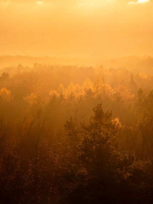 Free A serene aerial view of a sunlit autumn forest at sunset, enveloped in golden hues. Stock Photo