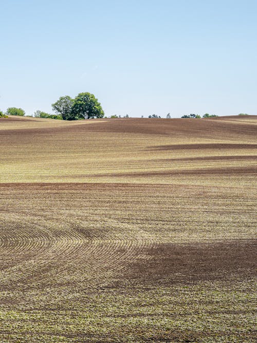 Imagine de stoc gratuită din câmp, fotografiere verticală, la țară