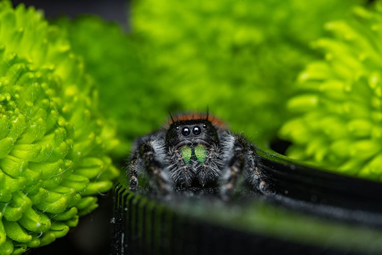 Cute Hairy Spider