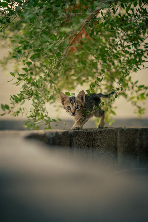 Free Adorable tabby kitten playing and exploring in a lush outdoor setting. Stock Photo