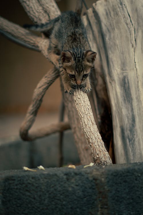 Tabby Kitten on Branch