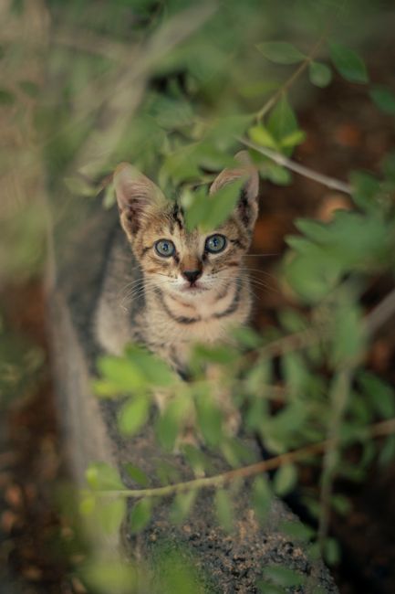 Cute kitten peeking through leaves in a natural setting. Perfect for animal lovers.