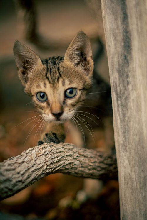 Free A cute tabby kitten with blue eyes exploring a wooden branch indoors, expressing curiosity. Stock Photo