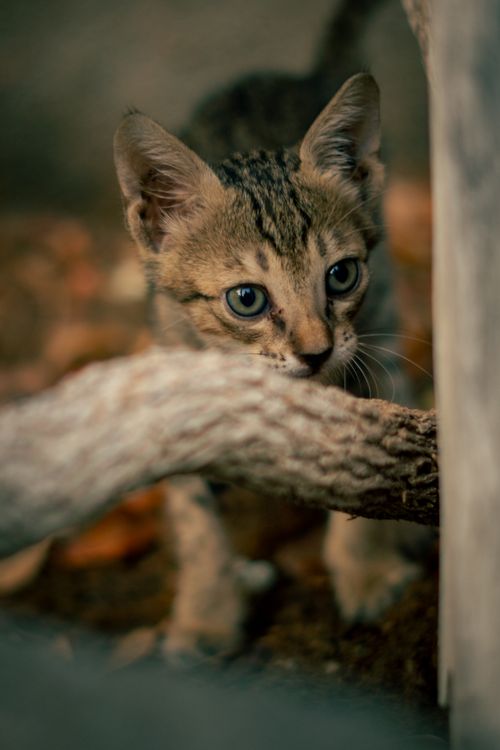 Free A captivating vertical shot of a playful tabby kitten exploring the outdoors, focused behind a branch. Stock Photo