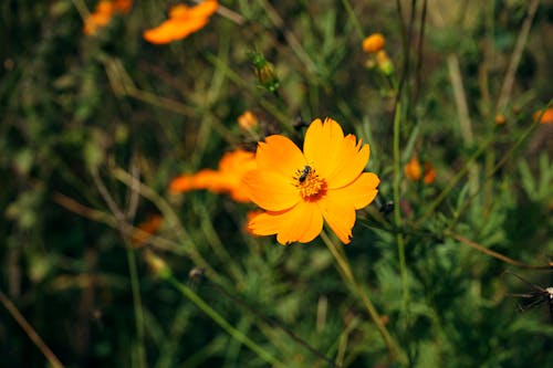 Yellow Flower and Bee