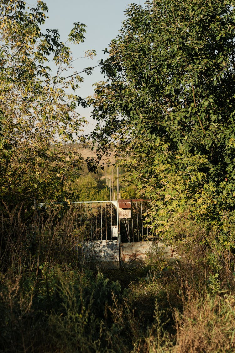 Gate And Fence Behind Trees And Rushes