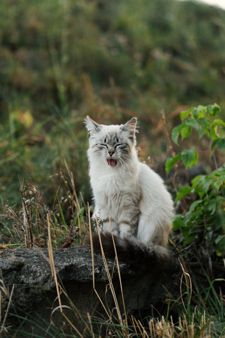 White Cat On Stones