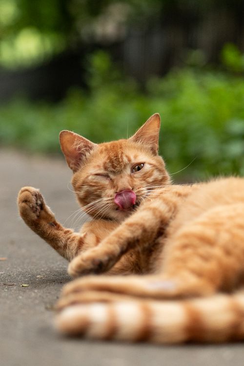 Free Ginger cat winking and licking its nose on a sunny day, conveying fun and playfulness. Stock Photo