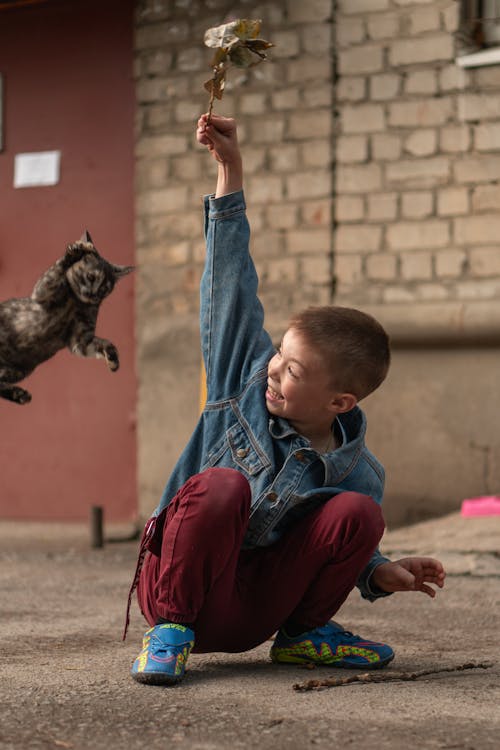 Foto d'estoc gratuïta de fotografia d'animals, gat, gatet