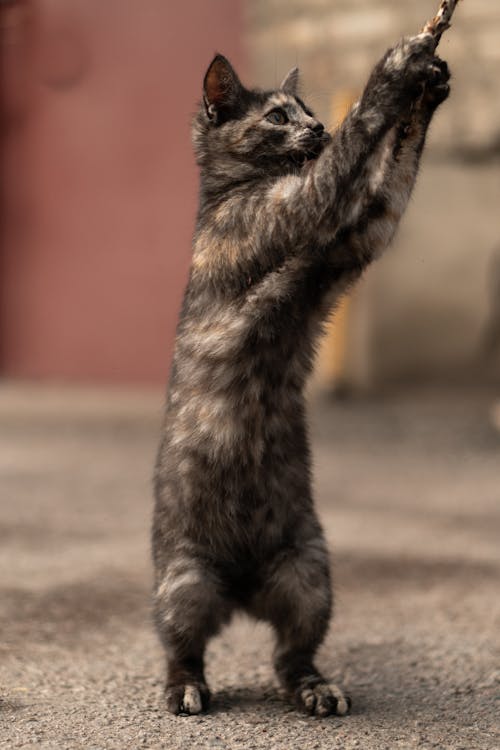 Gray Cat Standing on its Hind Legs Catching a Twig With Its Front Legs