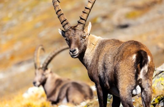 Close-up of an alpine ibex (Capra ibex) in its natural habitat in the Italian Alps during a sunny day.
