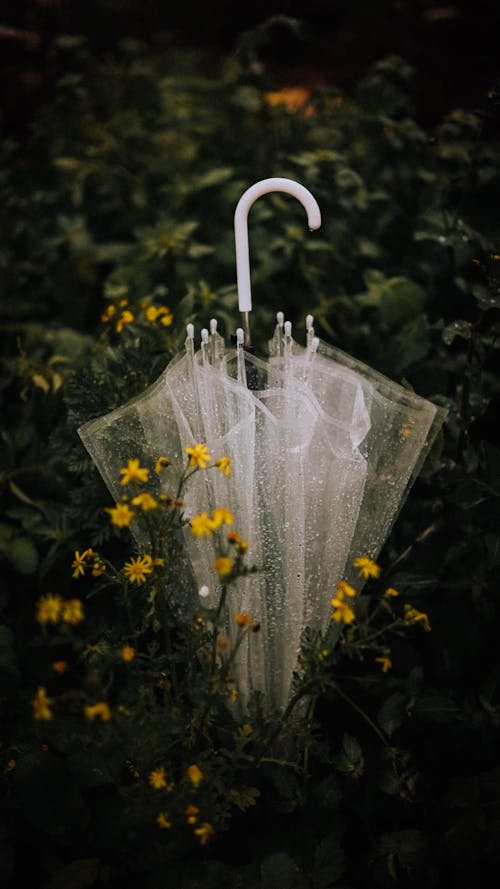 Darmowe zdjęcie z galerii z kwiaty, natura, parasol
