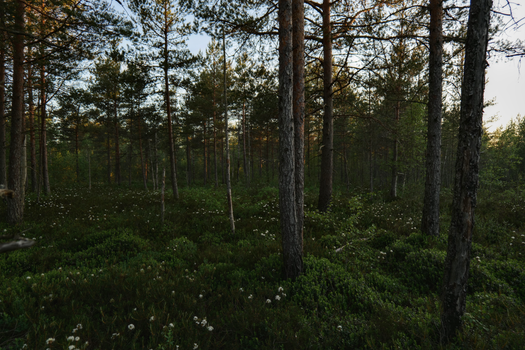 Serene forest landscape with tall trees and lush greenery at sunrise.