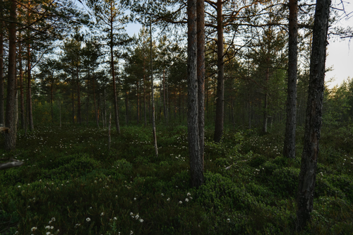 Free Serene forest landscape with tall trees and lush greenery at sunrise. Stock Photo