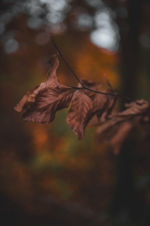 Brown Leaves on Branch