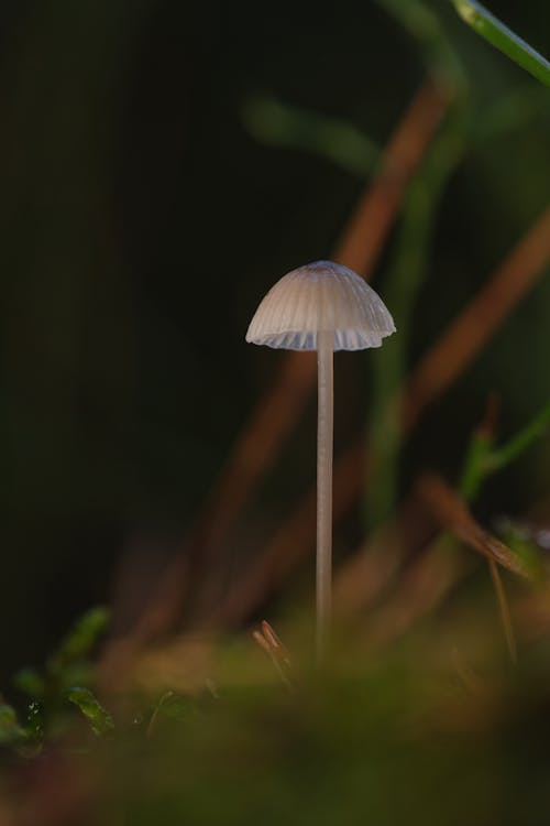 White Mushroom and Grass