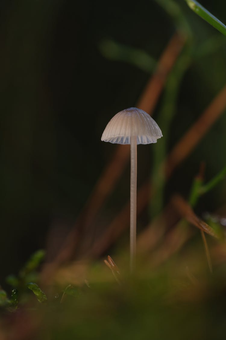 White Mushroom And Grass