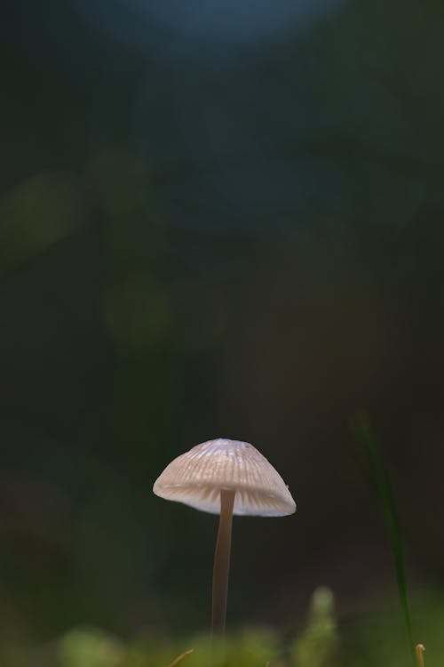 Gratis stockfoto met aarde, herfst, natuur