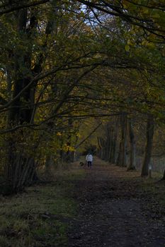 Tranquil autumn scene with person and dog walking along a wooded path. Perfect for nature themes.