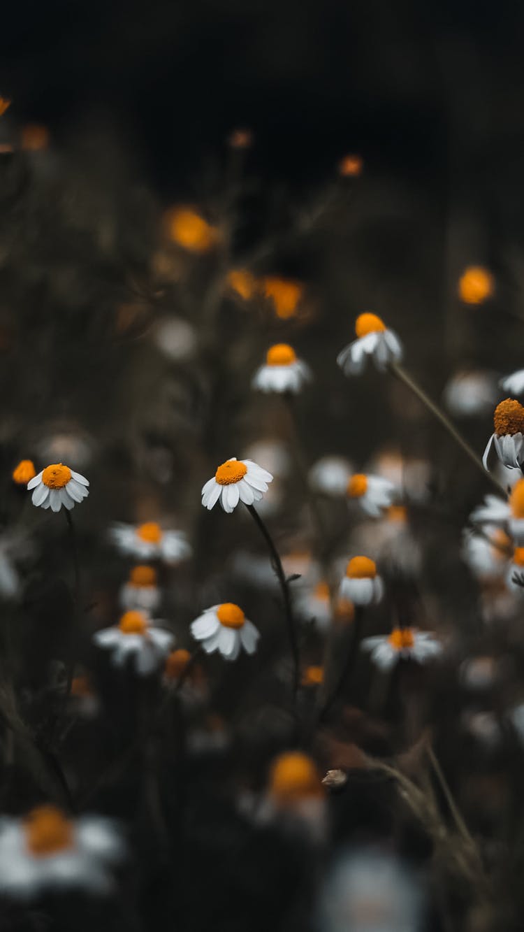 White Flowers On Meadow