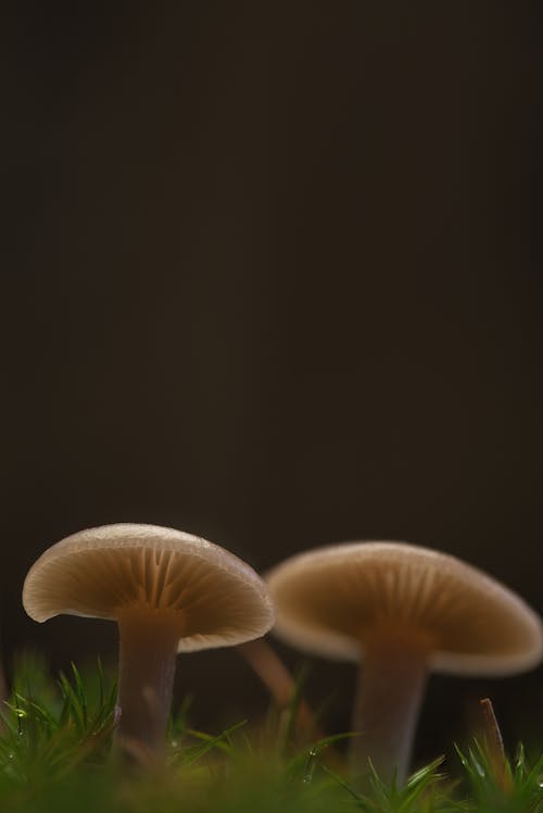 Mushrooms on the Ground 