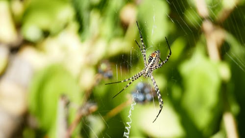 Close-up of a Spider on a Web