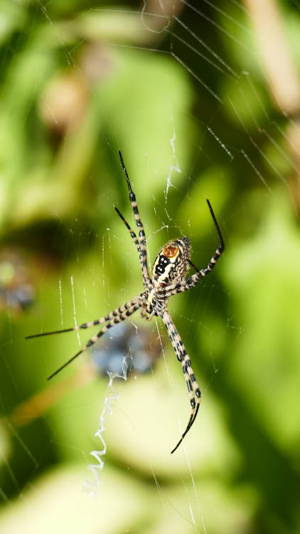 Close-up of a Spider on a Web 