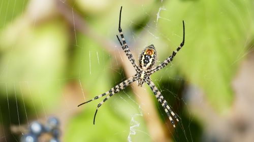 Free Detailed close-up of a garden spider on its web with blurred green background. Stock Photo