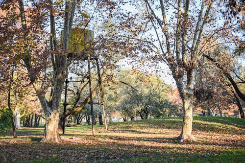 Imagine de stoc gratuită din arbori, cădere, parc