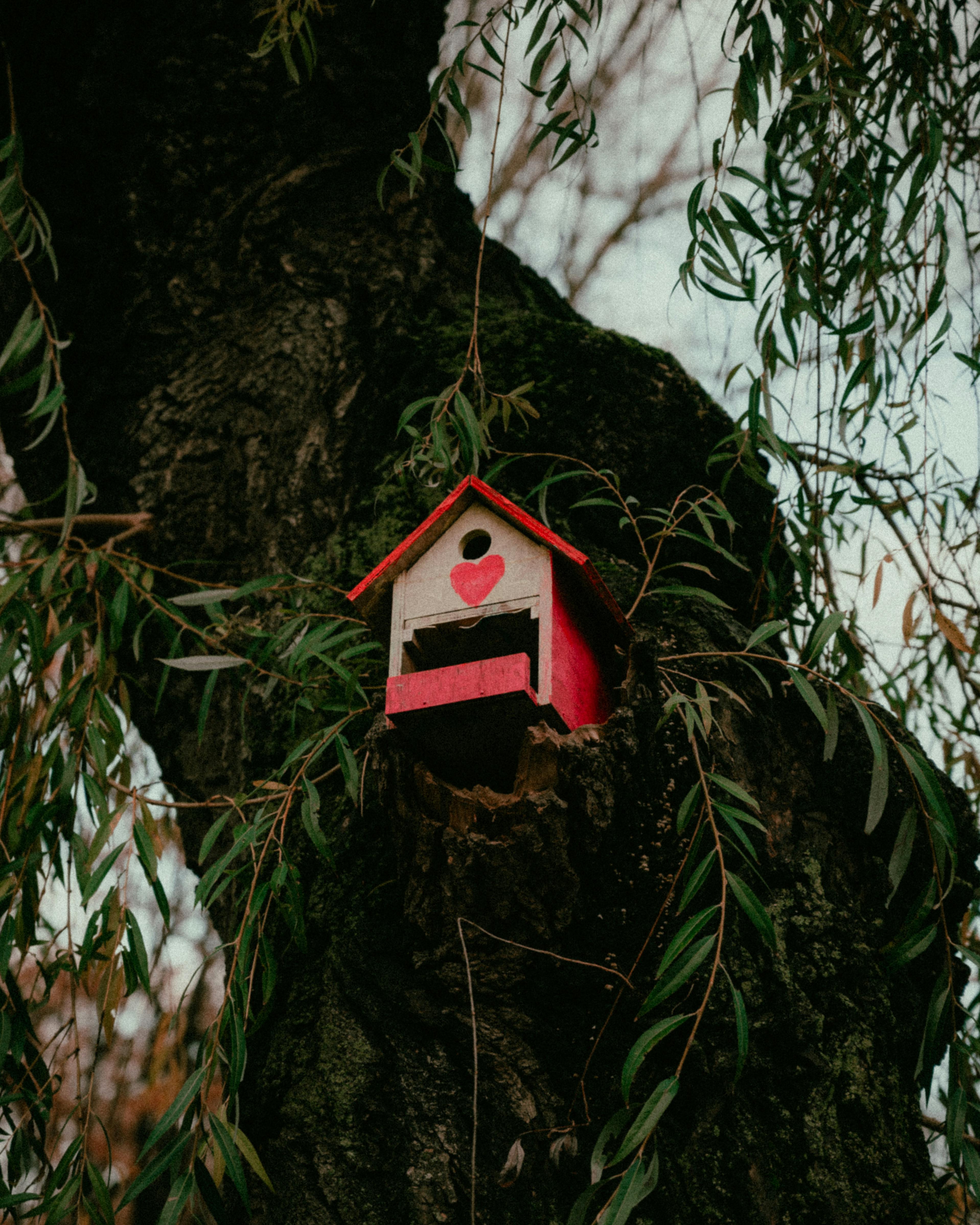 Handmade wooden birdhouse with heart design nestled on a tree in tranquil forest setting.