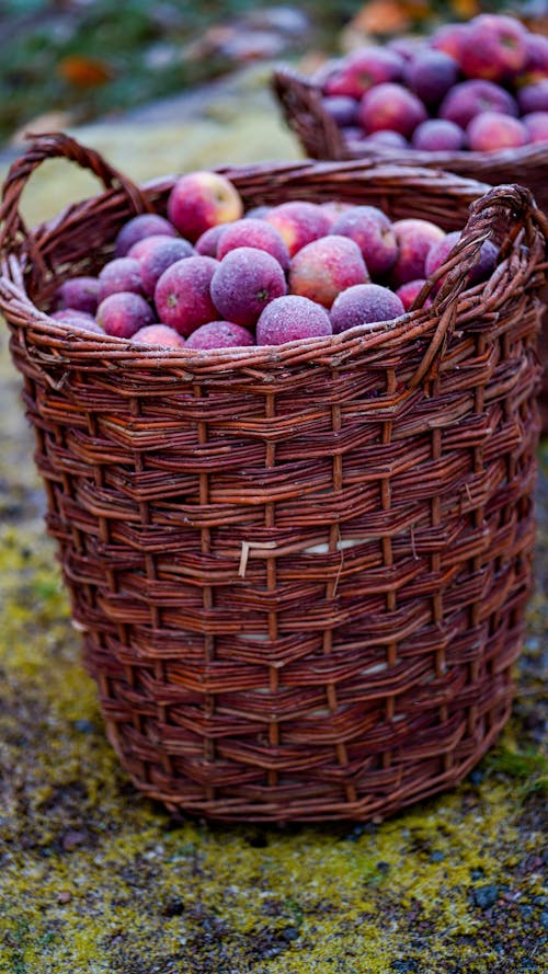 Foto stok gratis buah-buahan, jatuh, musim gugur