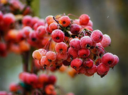 Rowan Berries in Autumn