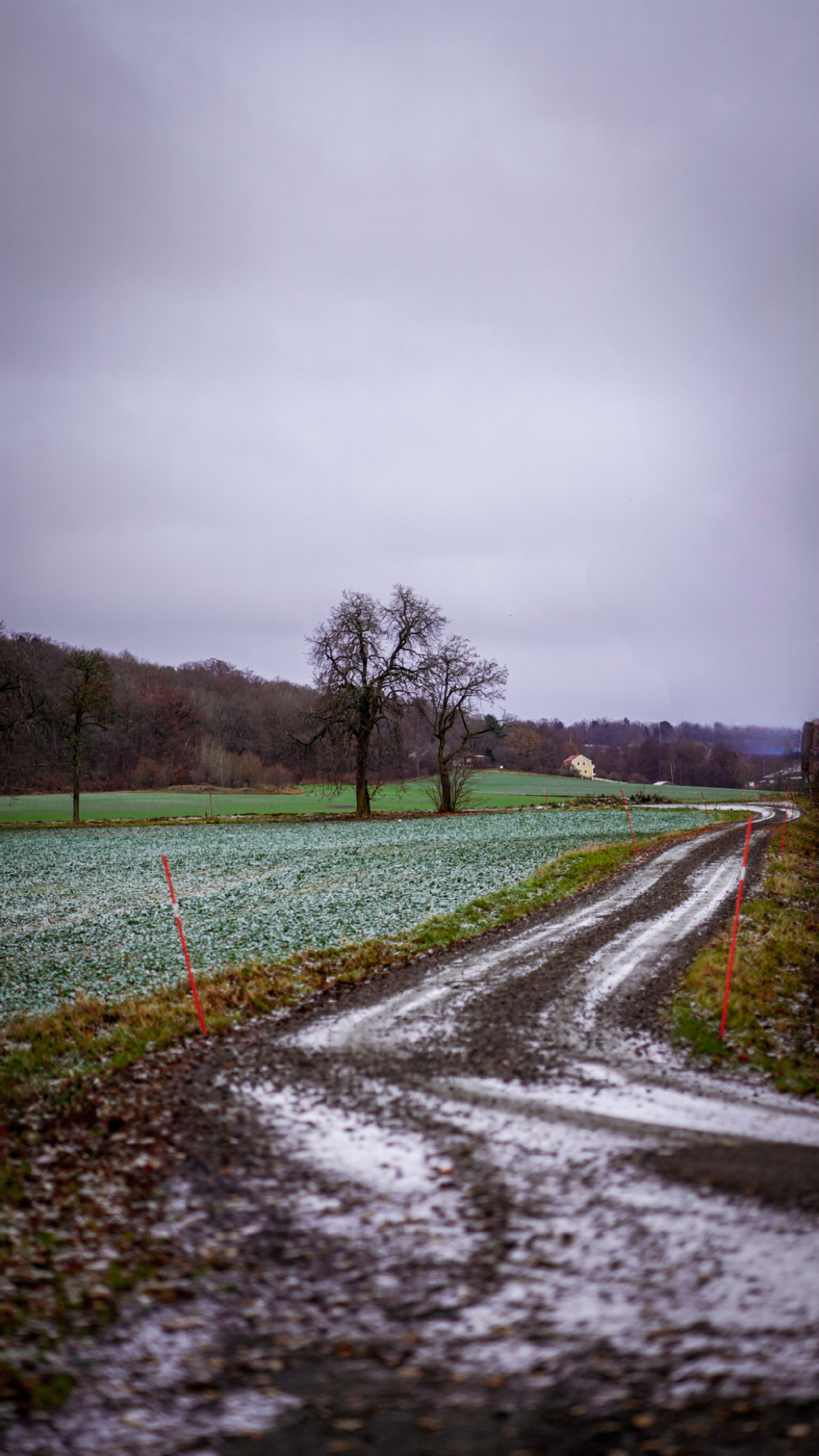 Dirt road winding through frosty fields and trees in winter rural landscape.