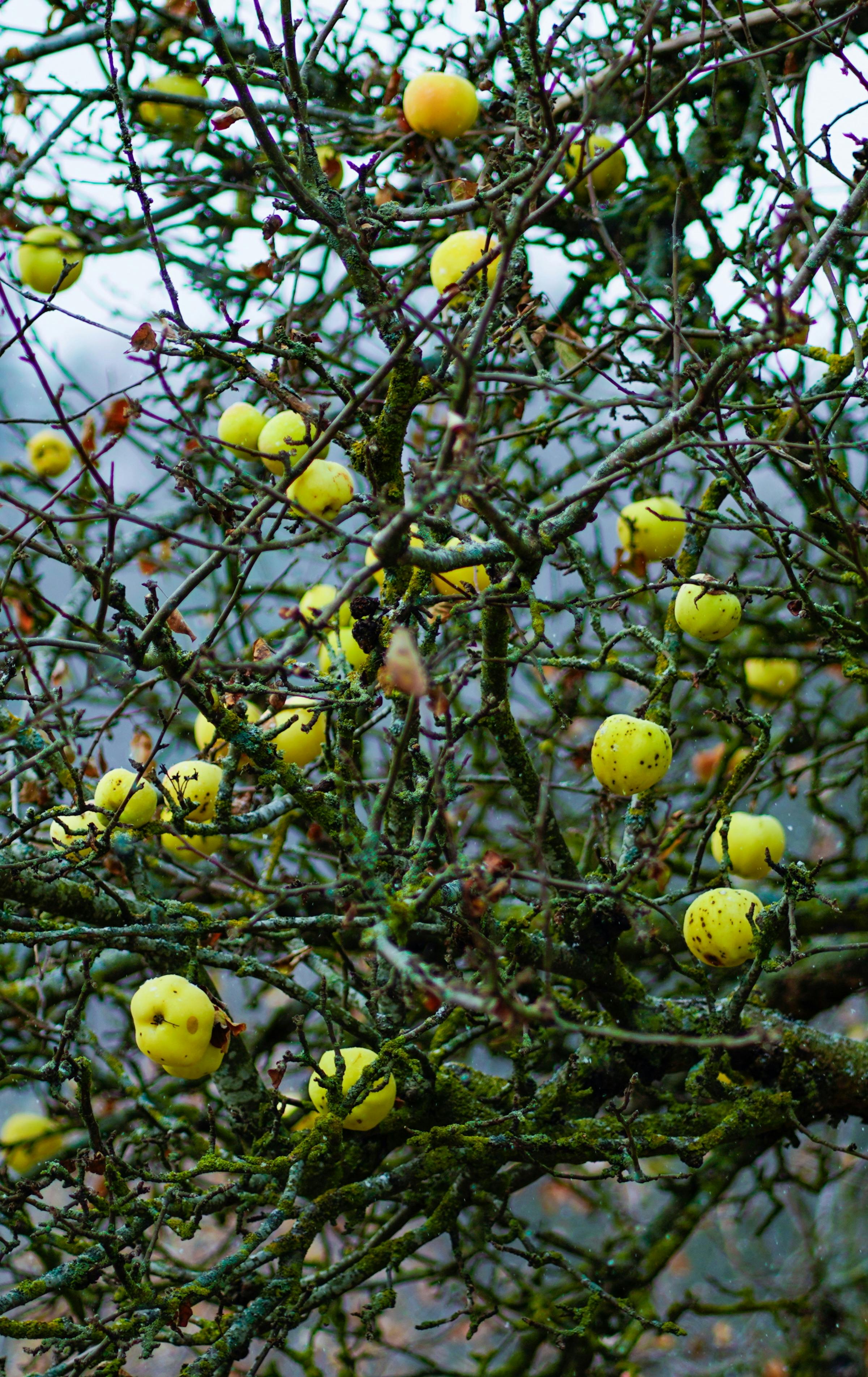 apples growing on a tree