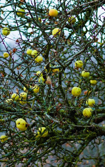yellow apple orchard
