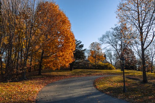Photos gratuites de allées piétonnes, arbres, automne