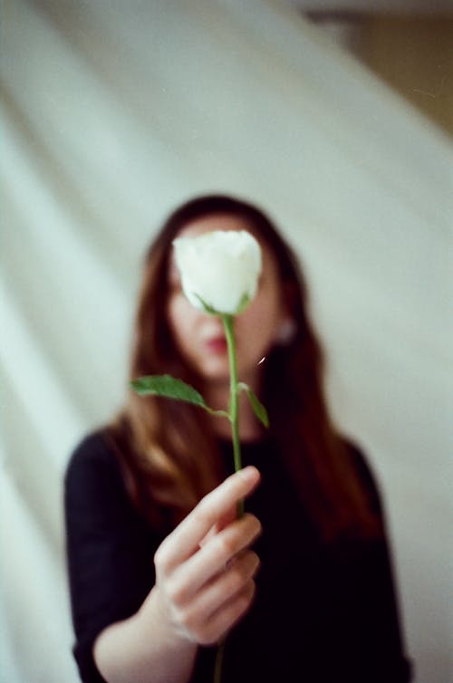 Fotobanka s bezplatnými fotkami na tému biela ruža, držanie, konceptuálny