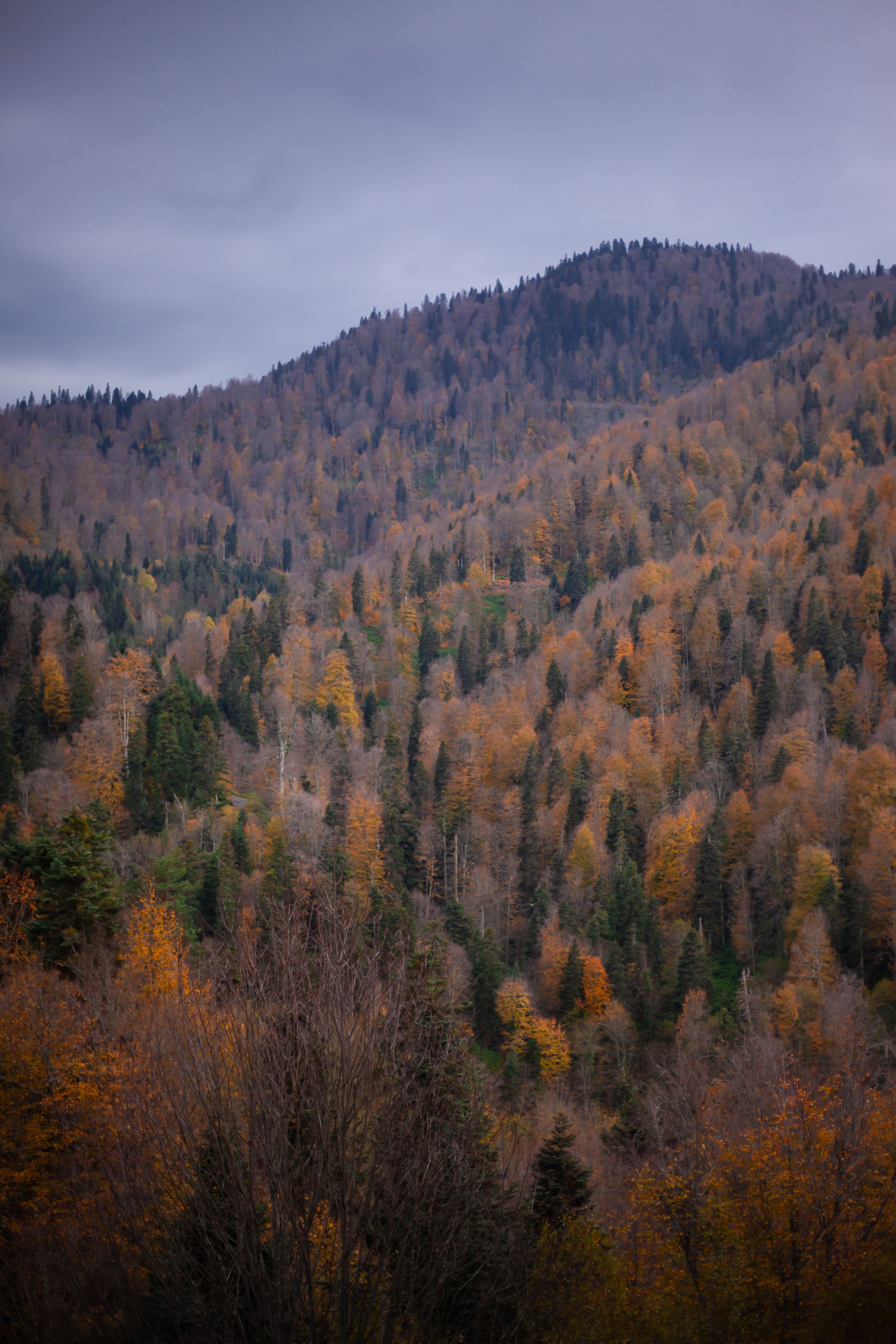 Forest in Autumn Colors · Free Stock Photo