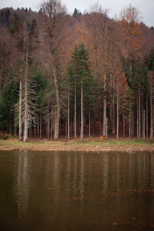 Kostenloses Stock Foto zu bäume, herbst, landschaft