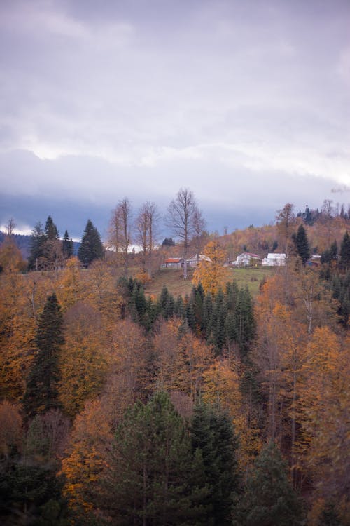 Бесплатное стоковое фото с вертикальный выстрел, деревья, дома