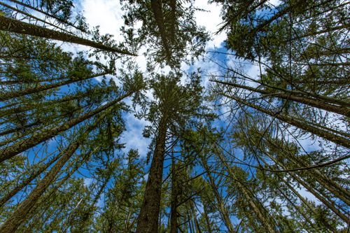 Free A stunning view of towering evergreen trees reaching towards a blue sky in Eugene, Oregon. Stock Photo